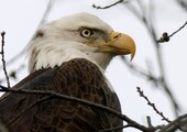 A Bald Eagle in Manhattan’s Riverside Park, January 2020. Photo: Bruce Yolton